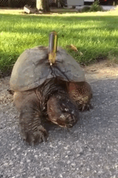 turtle-stabbed-screwdriver-tuttle-3