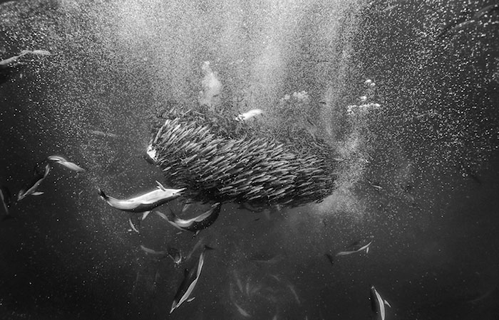 whales-dolphins-sea-animal-photography-marine-life-christopher-swann-6 whales-dolphins-sea-animal-photography-marine-life-christopher-swann-6