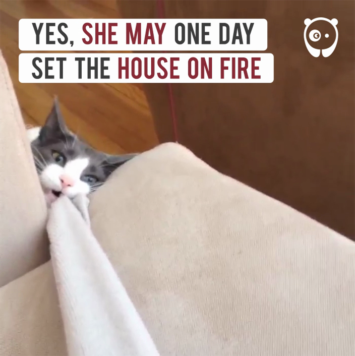 Cat Rejected By 5 Previous Owners Finally Finds A Human That Loves Her