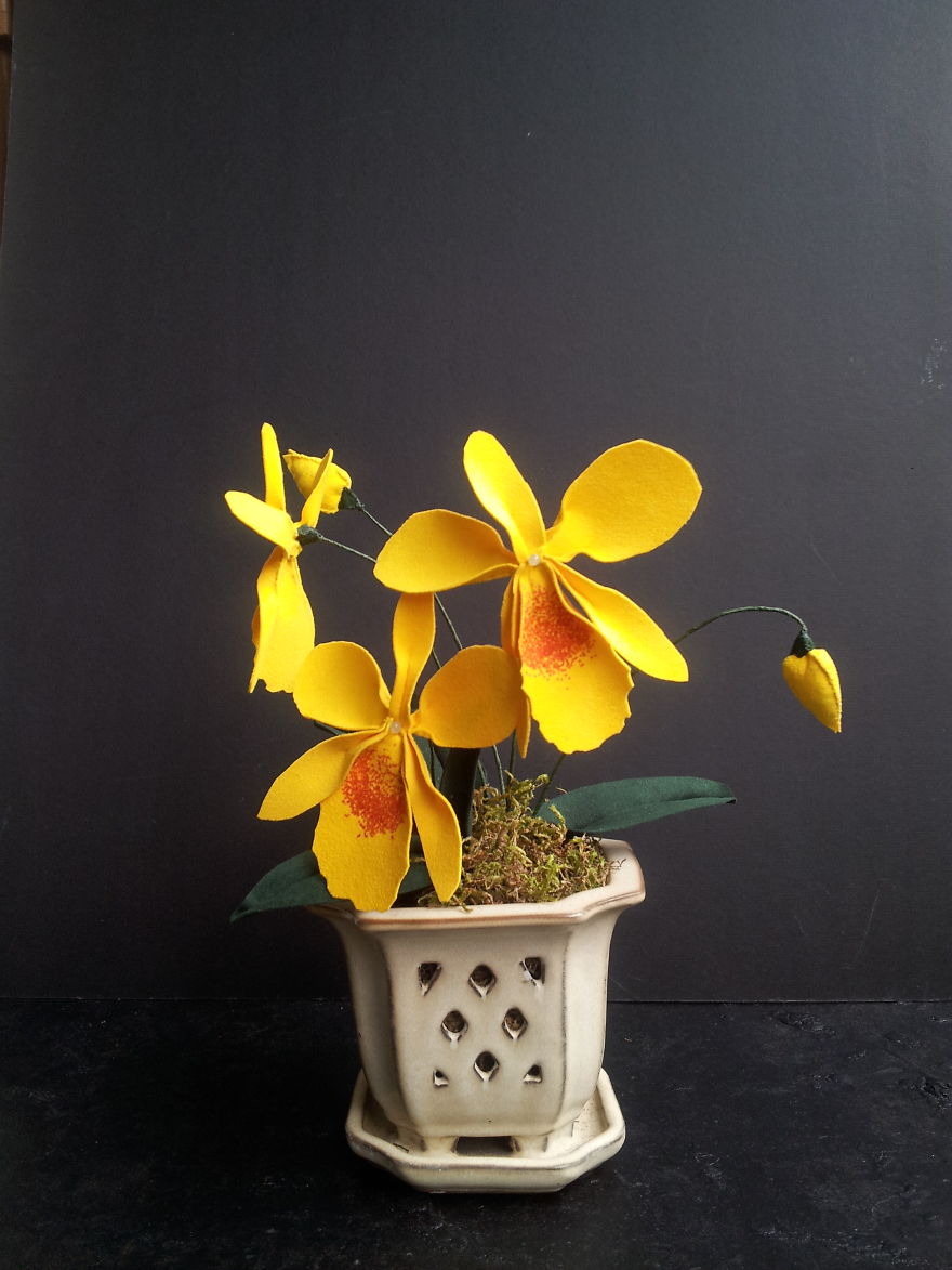 Laeliocattleya Orchid In Yellow