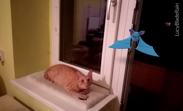 Cat on a windowsill gazing towards a Pokémon Go character hovering nearby.