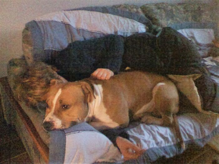 Bp Said “some Of Your Images Are Too Narrow.”my Dog Died From Osteosarcoma Too Then I Dont …