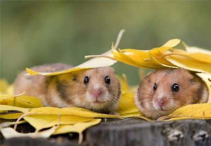 The World's Most Amazing Animals