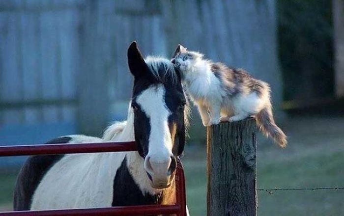 The World's Most Amazing Animals