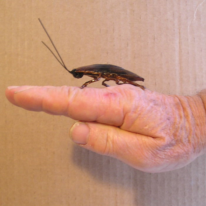 Roach Clips Here !….they’re Not What You Think