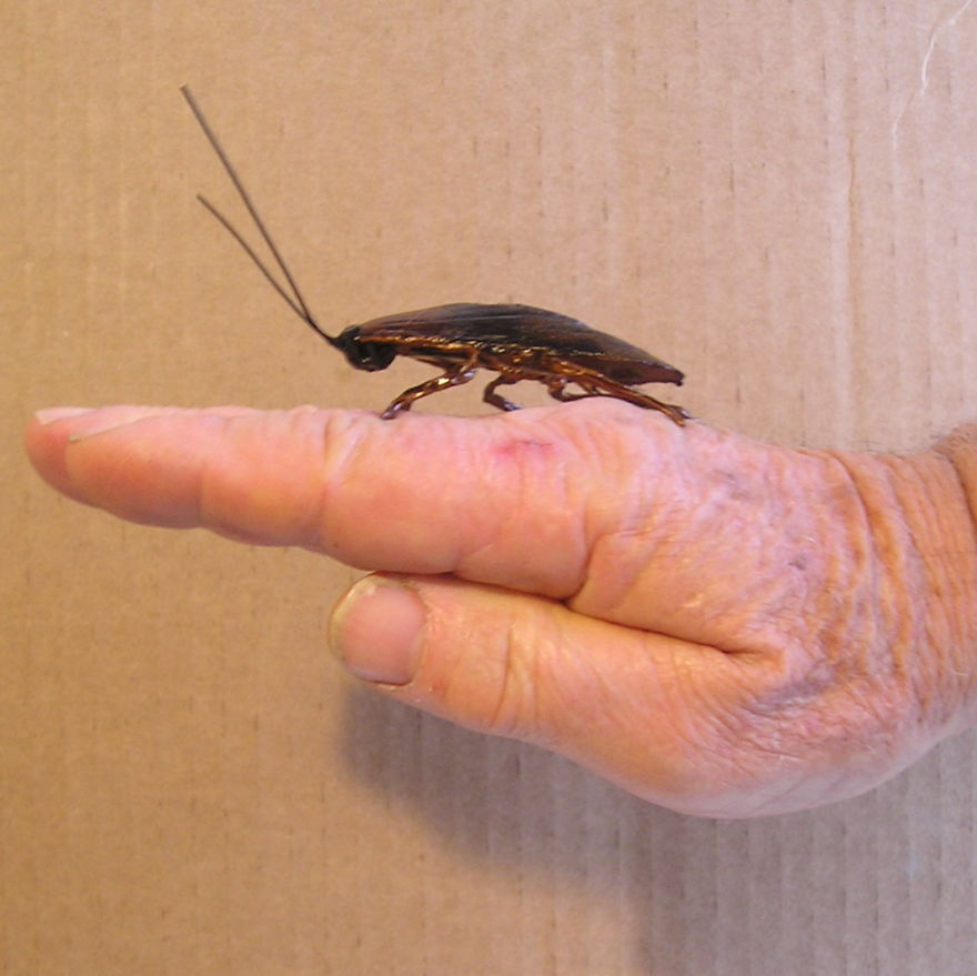 Roach Clips Here !....they're Not What You Think Roach Clips Here !....they're Not What You Think