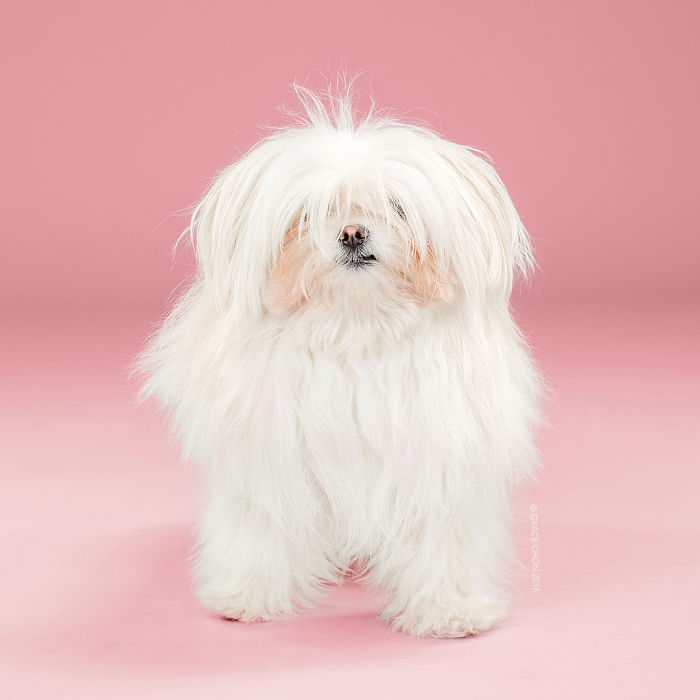 Dogs Before And After Their Haircuts (16 Pics) Dogs Before And After Their Haircuts (16 Pics)