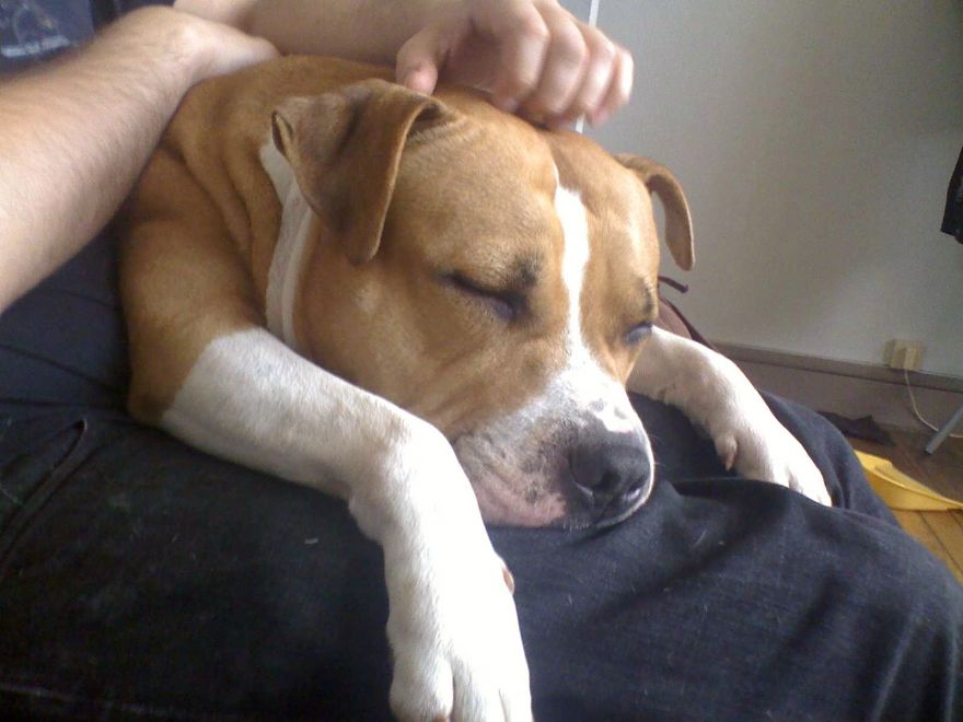 Bp Said "some Of Your Images Are Too Narrow."my Dog Died From Osteosarcoma Too Then I Dont ... Bp Said "some Of Your Images Are Too Narrow."my Dog Died From Osteosarcoma Too Then I Dont ...