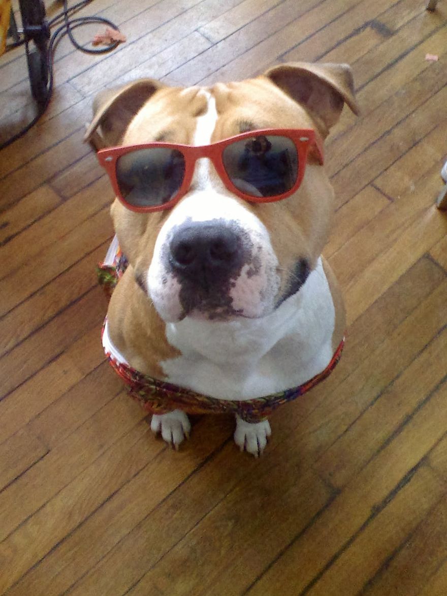 Bp Said "some Of Your Images Are Too Narrow."my Dog Died From Osteosarcoma Too Then I Dont ... Bp Said "some Of Your Images Are Too Narrow."my Dog Died From Osteosarcoma Too Then I Dont ...