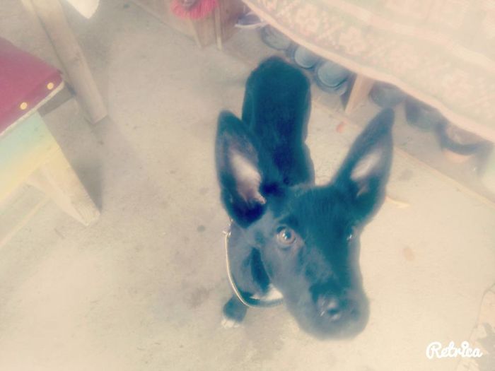 Meet Nox, Else Know As Batdog. We Adopted Him A Year Ago ... Best Decision Ever Made!