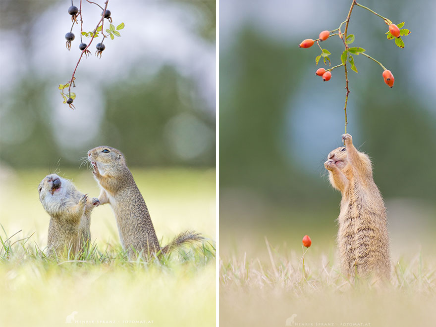 Photographer Captures The Fun Side Of Ground Squirrels