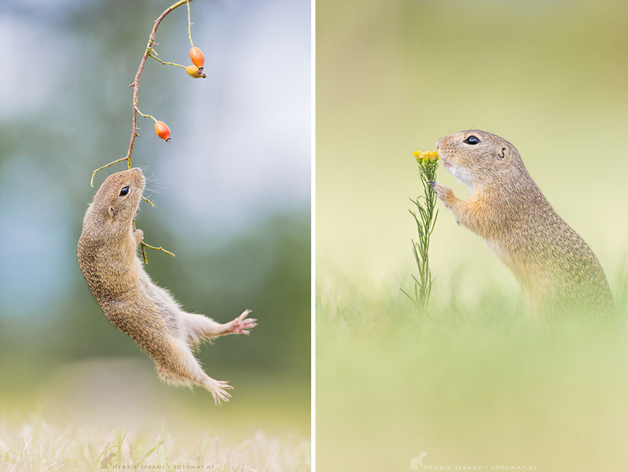 Photographer Captures The Fun Side Of Ground Squirrels