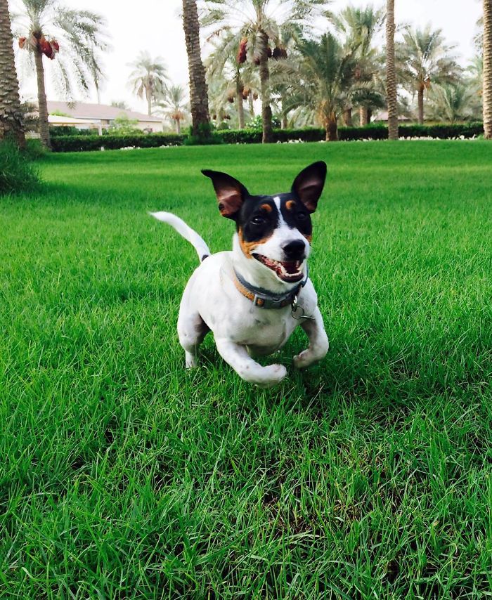 They Broke My Leg Then Tried To Have Me Put Down- My New Mum Stepped Up With A Better Idea:-)