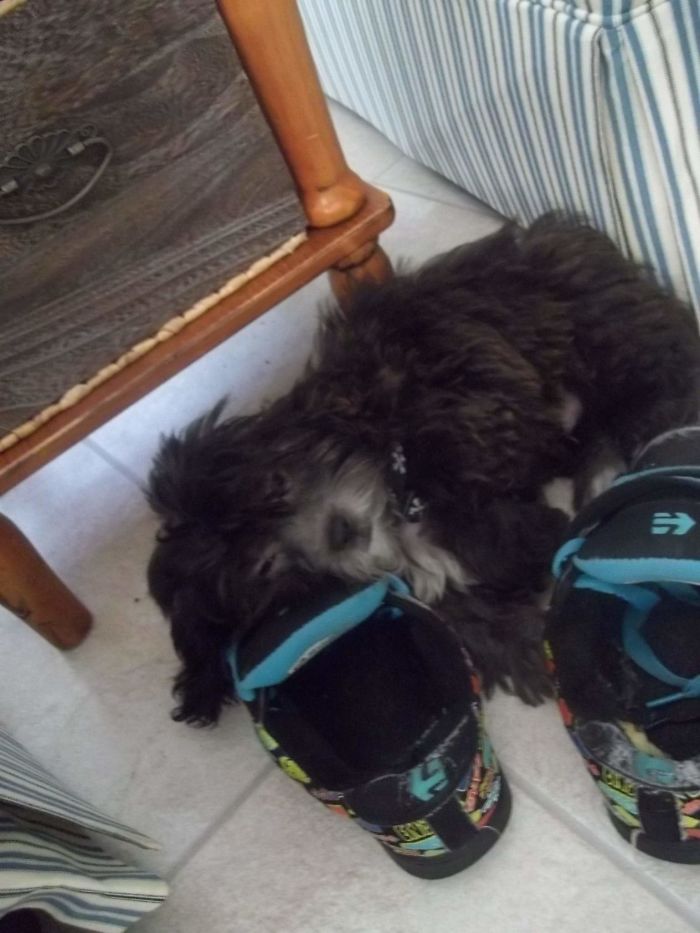 First Day I Brought Little Zeus Home ♡