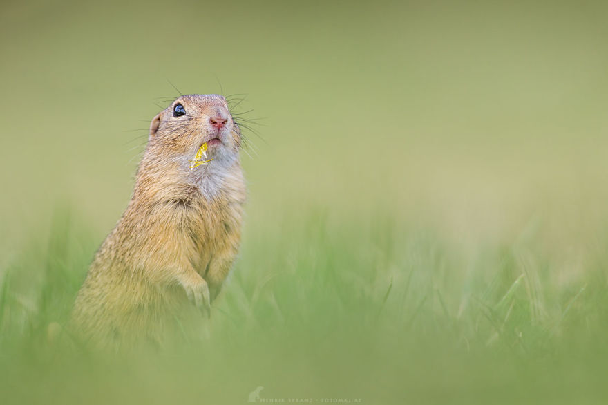 Photographer Captures The Fun Side Of Ground Squirrels