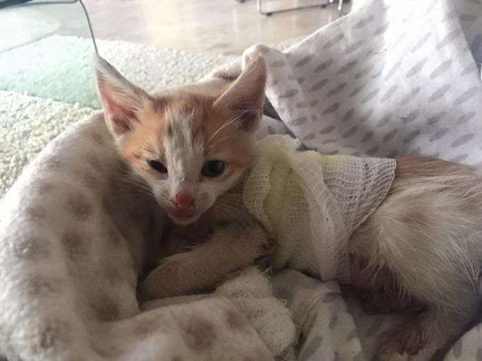 We Rescued A Kitty From A Factory We Rescued A Kitty From A Factory