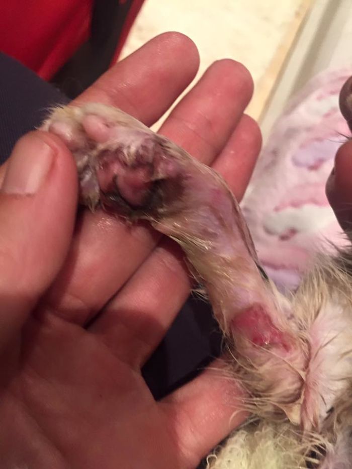 We Rescued A Kitty From A Factory