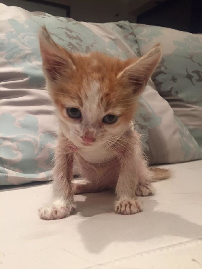 We Rescued A Kitty From A Factory