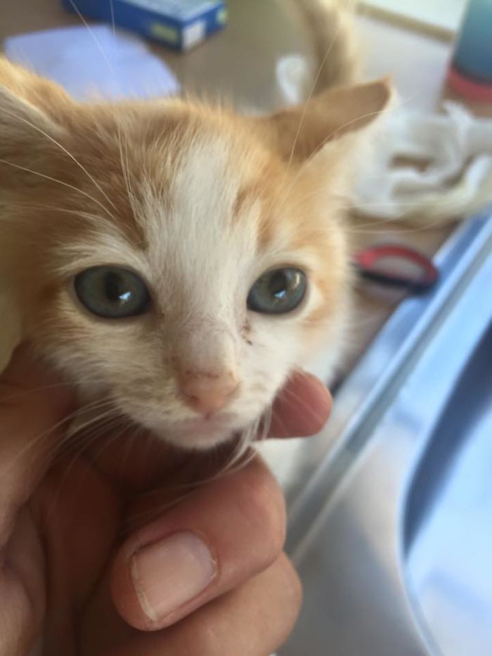 We Rescued A Kitty From A Factory