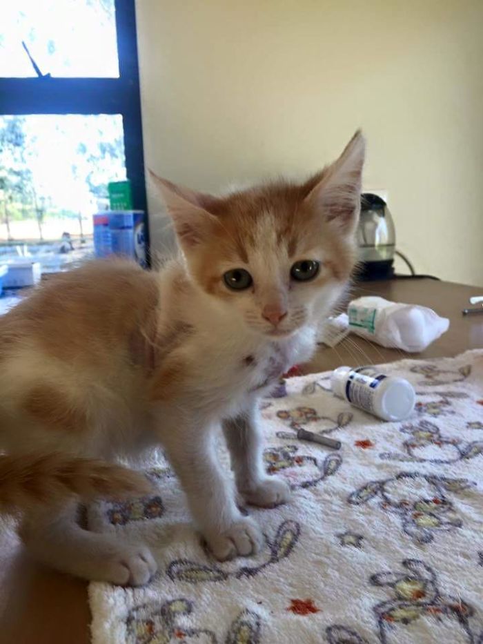 We Rescued A Kitty From A Factory