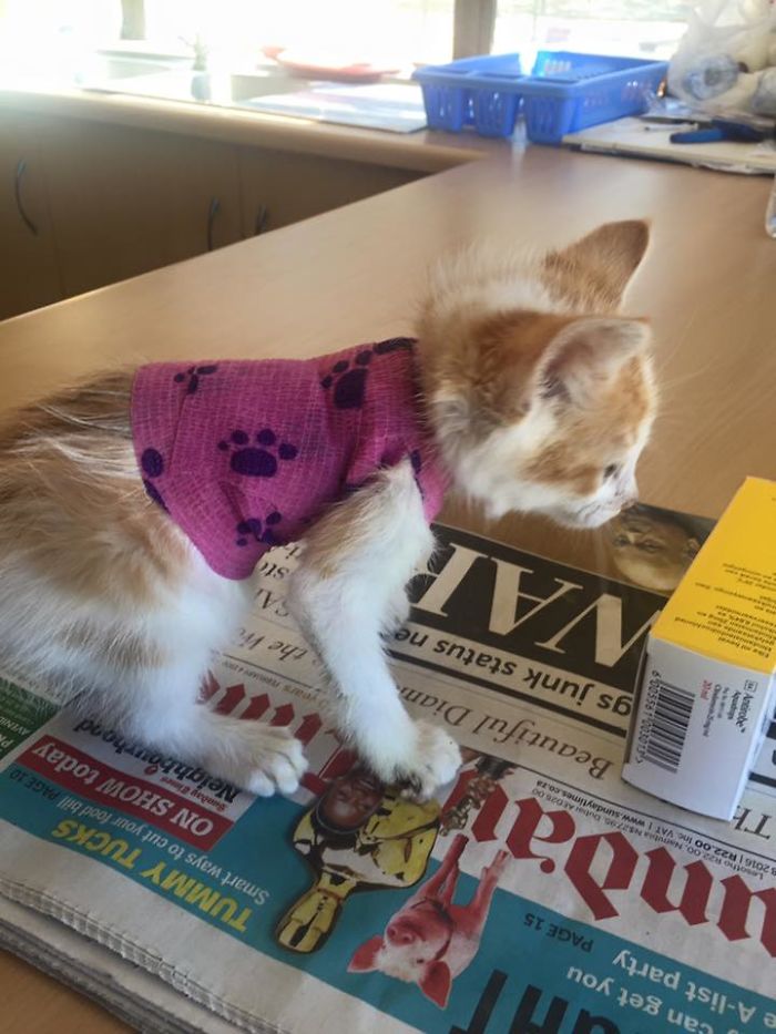 We Rescued A Kitty From A Factory