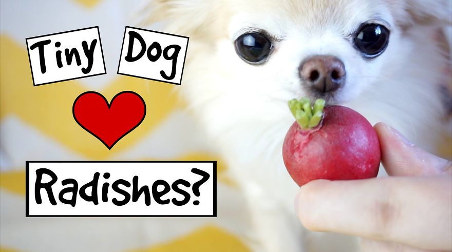 My Tiny Chihuahua Loves Radishes