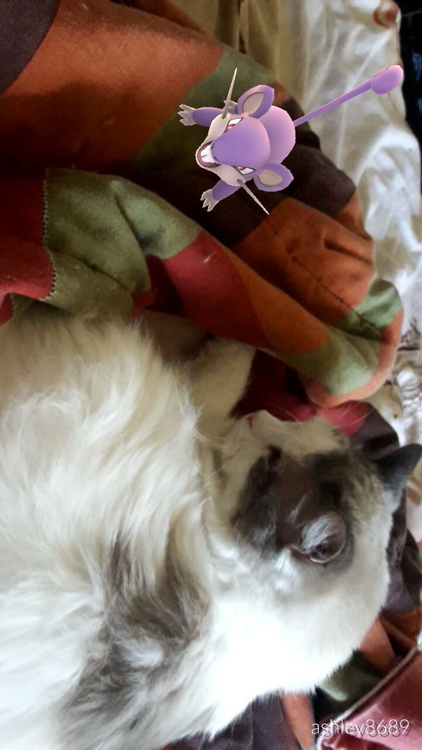 Cat reacting to a virtual Rattata from Pokémon Go on a colorful blanket.