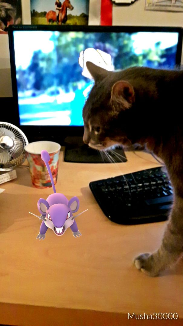 Cat watching a Rattata from Pokémon Go on a desk, seemingly noticing the virtual creature.