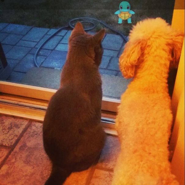 A cat and dog stare at a virtual Pokémon on a patio, showcasing pets reacting to Pokémon Go.