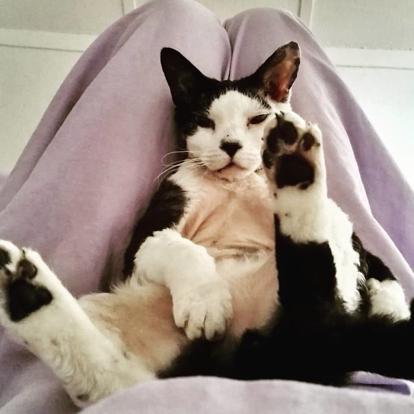 Cat lounging comfortably, hinting at people's theories of pets seeing Pokémon Go creatures.