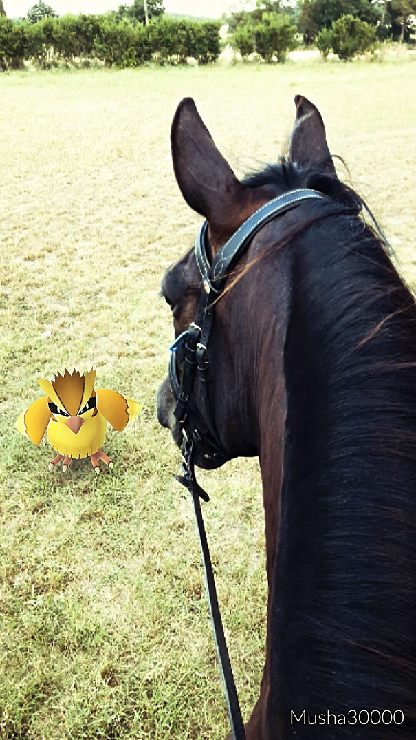 Horse interacting with Pokémon in augmented reality game, highlighting pets seeing Pokémon Go creatures.