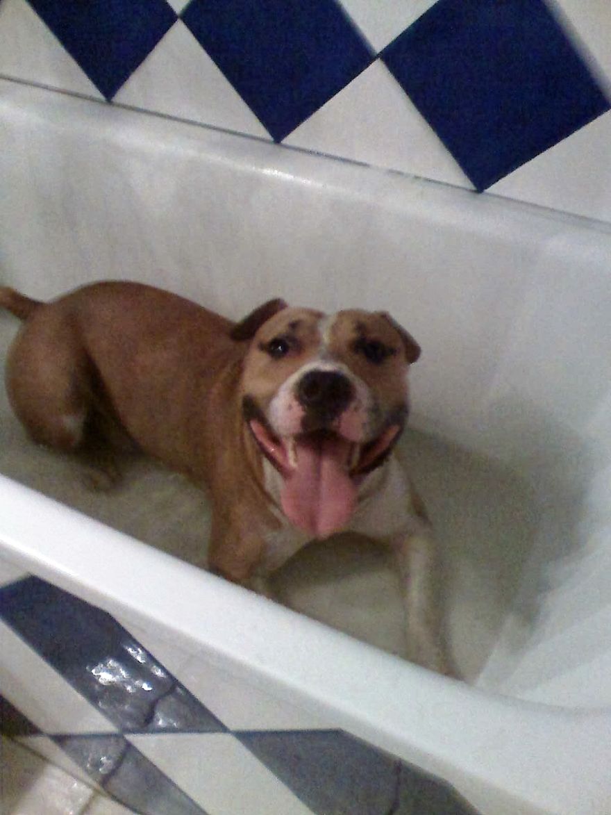 Bp Said "some Of Your Images Are Too Narrow."my Dog Died From Osteosarcoma Too Then I Dont ... Bp Said "some Of Your Images Are Too Narrow."my Dog Died From Osteosarcoma Too Then I Dont ...