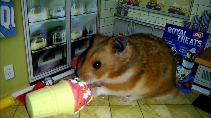 Tiny Hamster Celebrating National Ice Cream Day