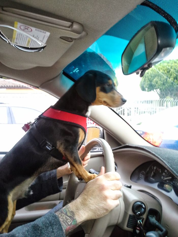 Finally Found My Forever Home! I'll Drive Us There!