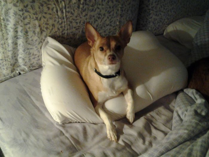 Parker Was A Stray When I Adopted Him 4 Yrs. Ago