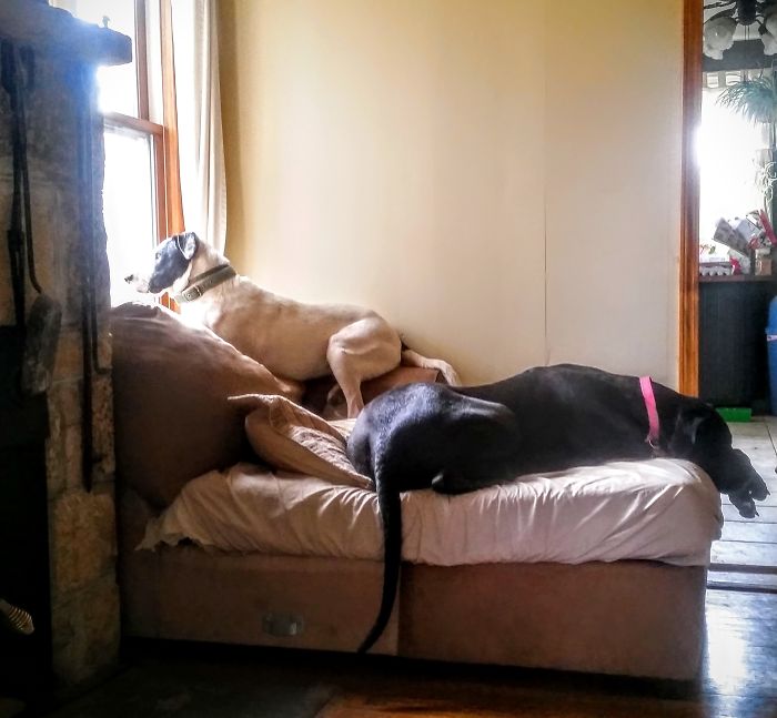 Great Dane = Molly. Sebastian = Returned To The Shelter 3x Before We Found Him. #fureverhome