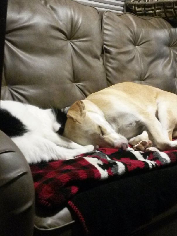 Taking A Nap While Camping, Yes We Take Our Cats Camping☺