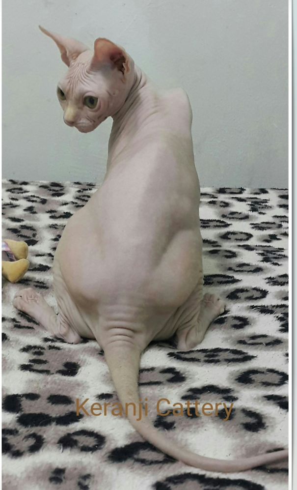 Hairless cat looking back while seated on a patterned blanket, related to pets seeing Pokémon Go users claim.