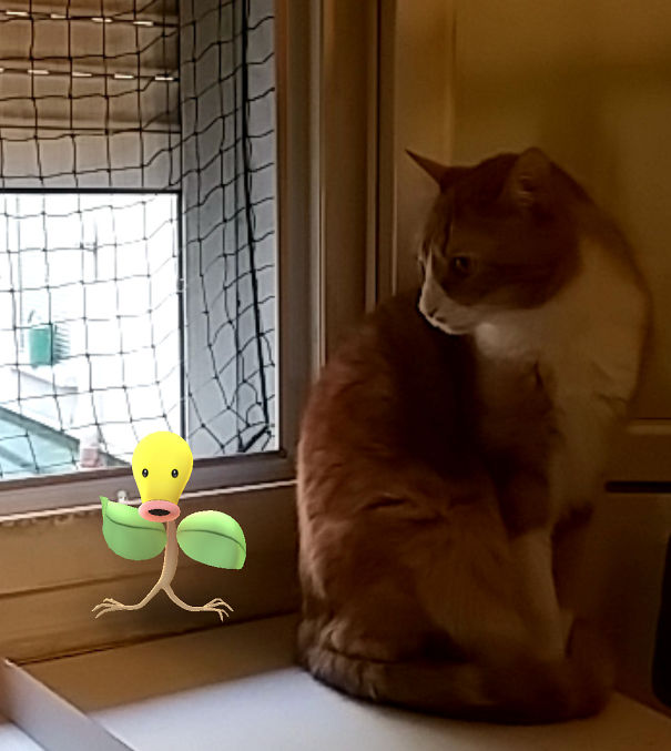 Cat curiously looks at Bellsprout Pokémon by the window, suggesting pets can see Pokémon Go.