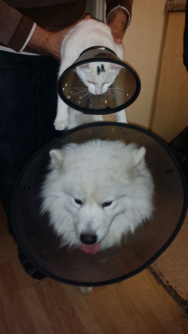 Arctic, The Samoyed And I Am,the Cat...best Buddies