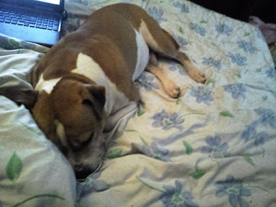 Bp Said "some Of Your Images Are Too Narrow."my Dog Died From Osteosarcoma Too Then I Dont ... Bp Said "some Of Your Images Are Too Narrow."my Dog Died From Osteosarcoma Too Then I Dont ...