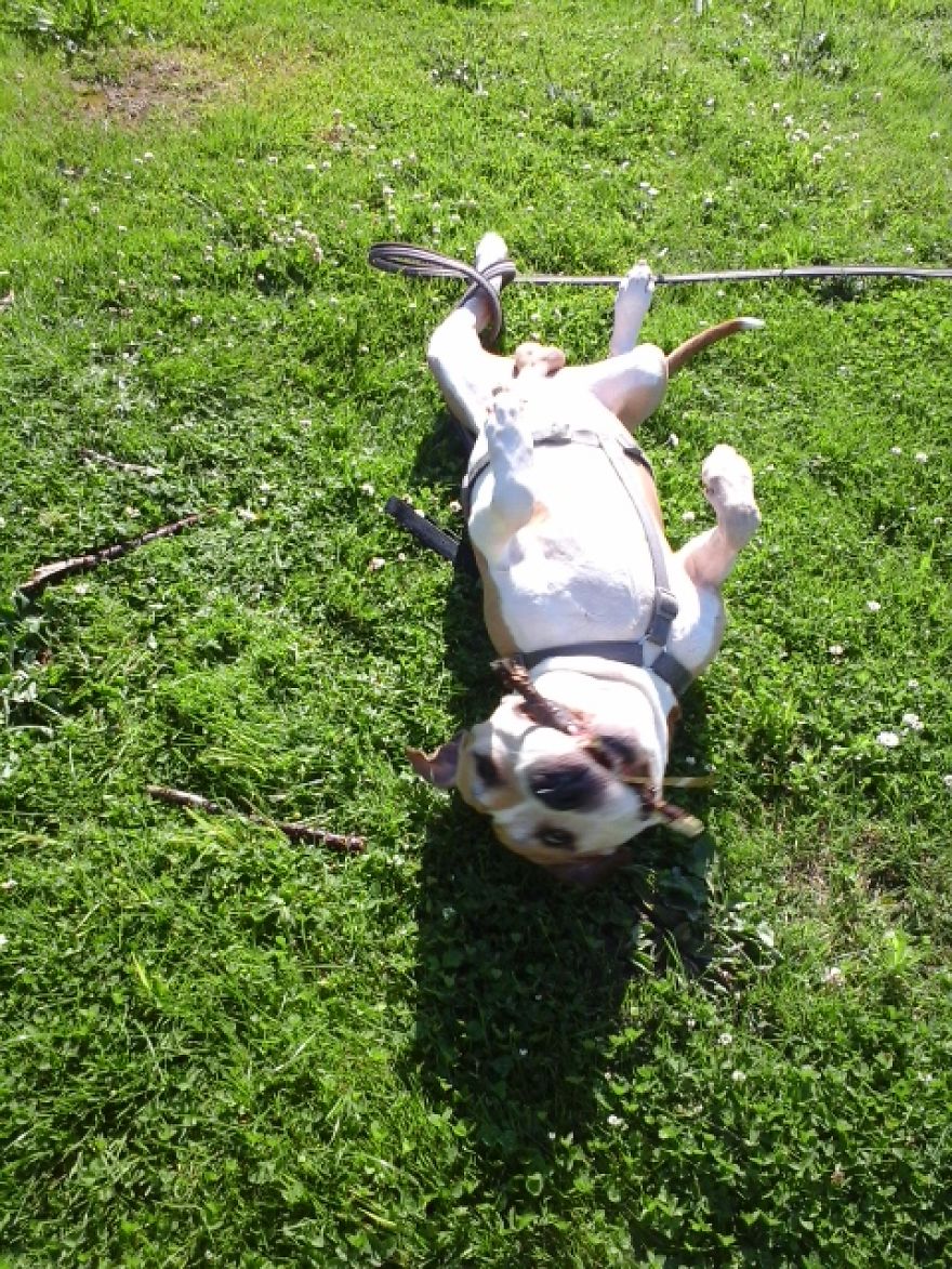 Bp Said "some Of Your Images Are Too Narrow."my Dog Died From Osteosarcoma Too Then I Dont ... Bp Said "some Of Your Images Are Too Narrow."my Dog Died From Osteosarcoma Too Then I Dont ...