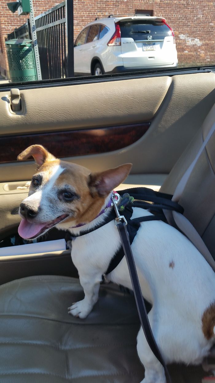 4yr Old Gunnar Found A Furever Home!