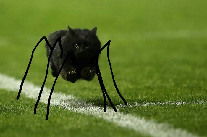 Spider Cat, Spider Cat.