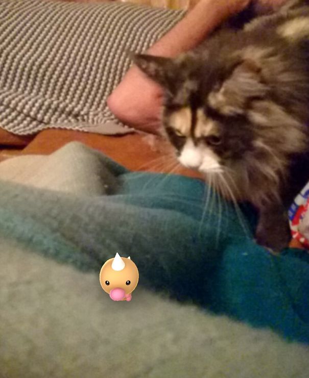 Cat seemingly staring at a Pokémon character on a blanket, suggesting pets can see Pokémon Go.
