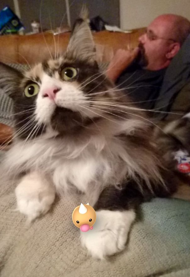 Cat seemingly reacting to a Pokémon Go Weedle on its paw while a person sits in the background.