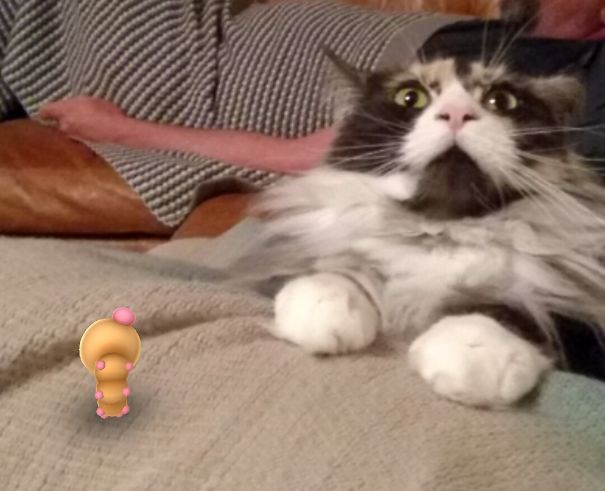 Cat looking startled next to a Pokémon character on screen, suggesting pets can see Pokémon Go.
