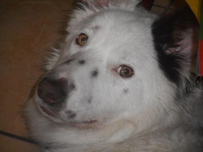 Rescued Dog - Border Collie Mix