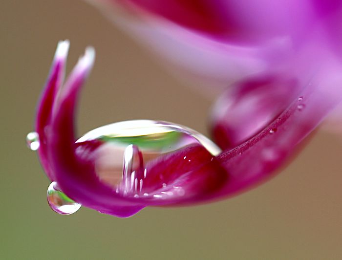 Very Nature Pictures