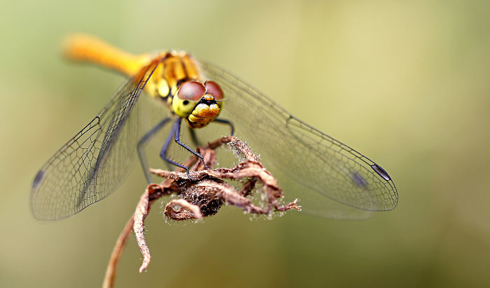 5+ Photos That Only Nature Flower Photographers Are Crazy